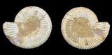 Cut & Polished Ammonite (Perisphinctes) Fossil #53853-1